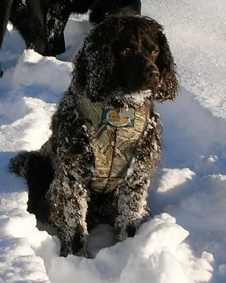Amerikan Su Spaniel fotoğraf 8
