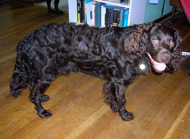 Amerikan Su Spaniel fotoğraf 9