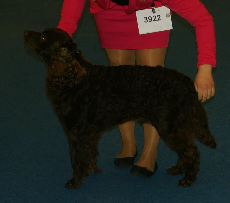 Amerikan Su Spaniel fotoğraf 10
