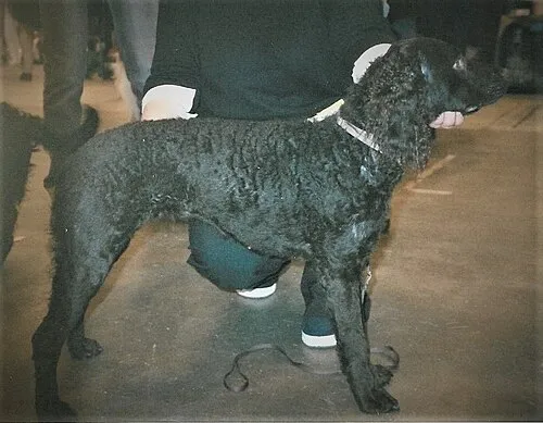 Amerikan Su Spaniel fotoğraf 12