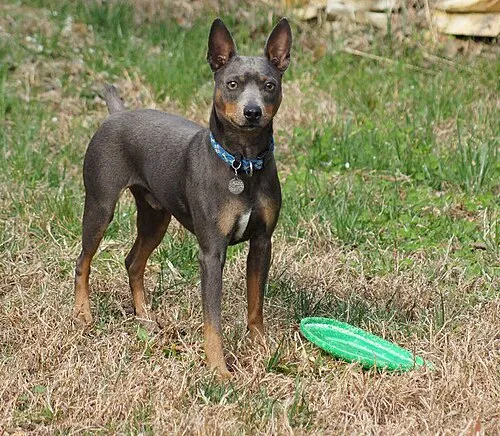 Amerikan Tüysüz Terrier fotoğraf 4