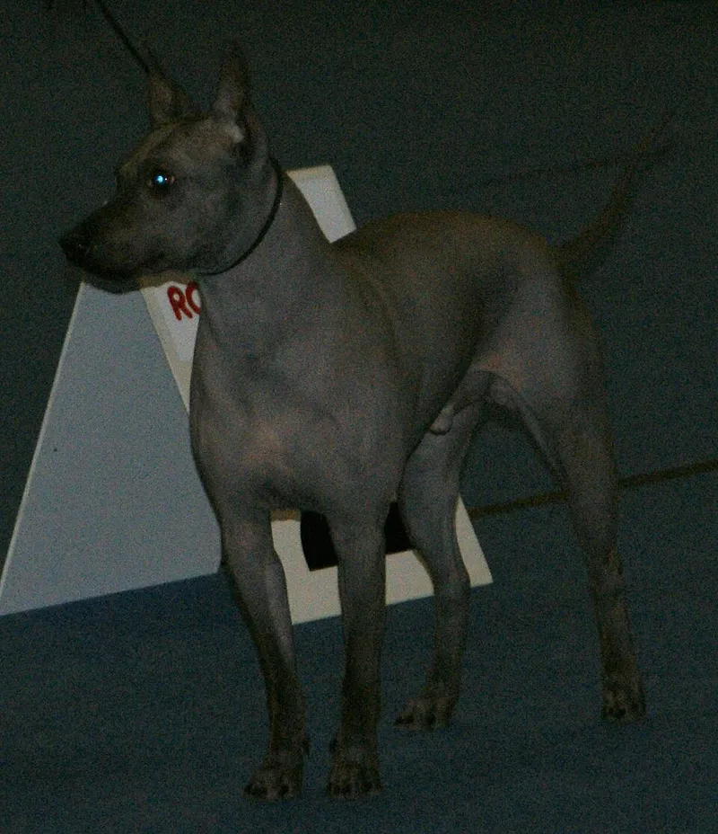 Amerikan Tüysüz Terrier fotoğraf 5