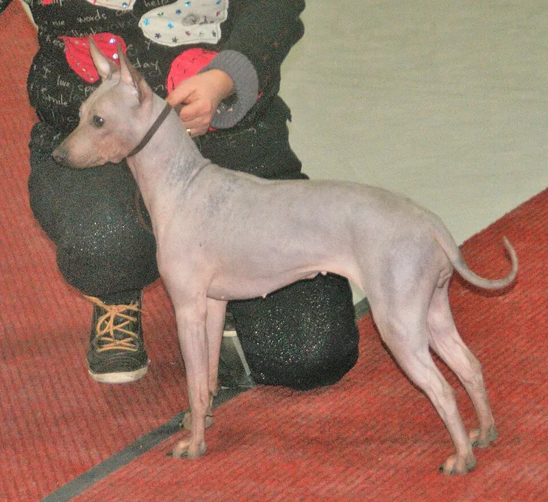 Amerikan Tüysüz Terrier fotoğraf 6