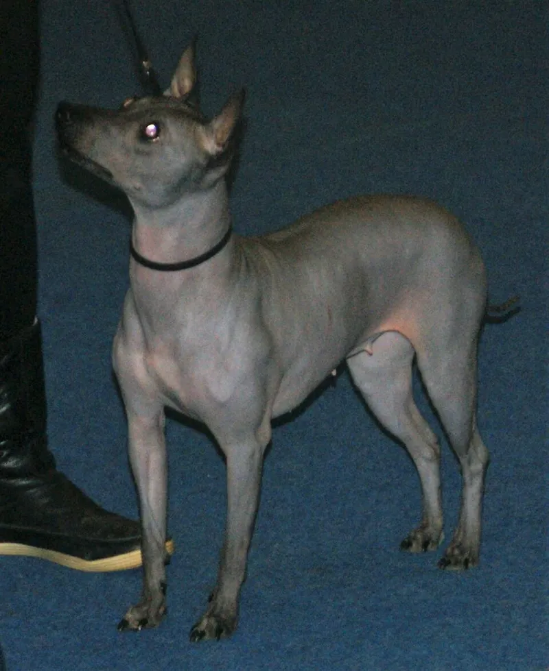Amerikan Tüysüz Terrier fotoğraf 7