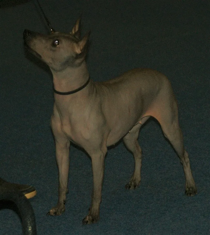 Amerikan Tüysüz Terrier fotoğraf 8