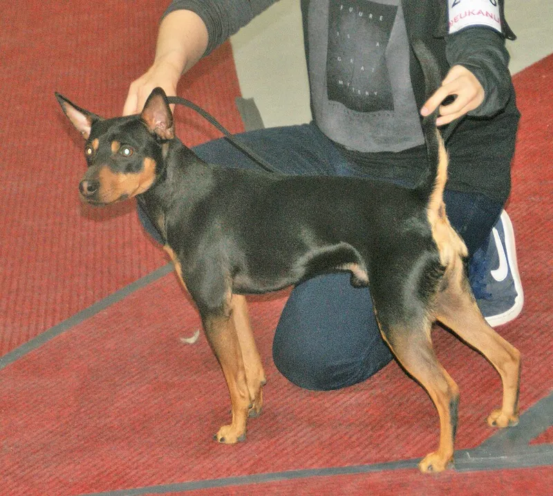 Amerikan Tüysüz Terrier fotoğraf 9