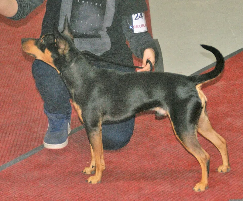 Amerikan Tüysüz Terrier fotoğraf 10
