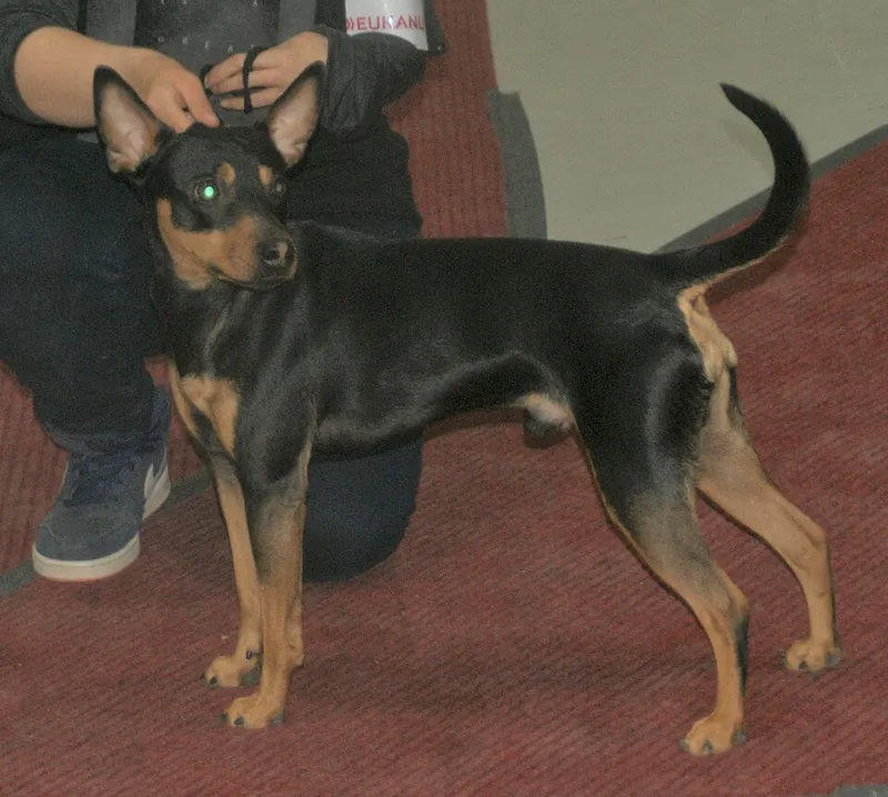 Amerikan Tüysüz Terrier fotoğraf 11