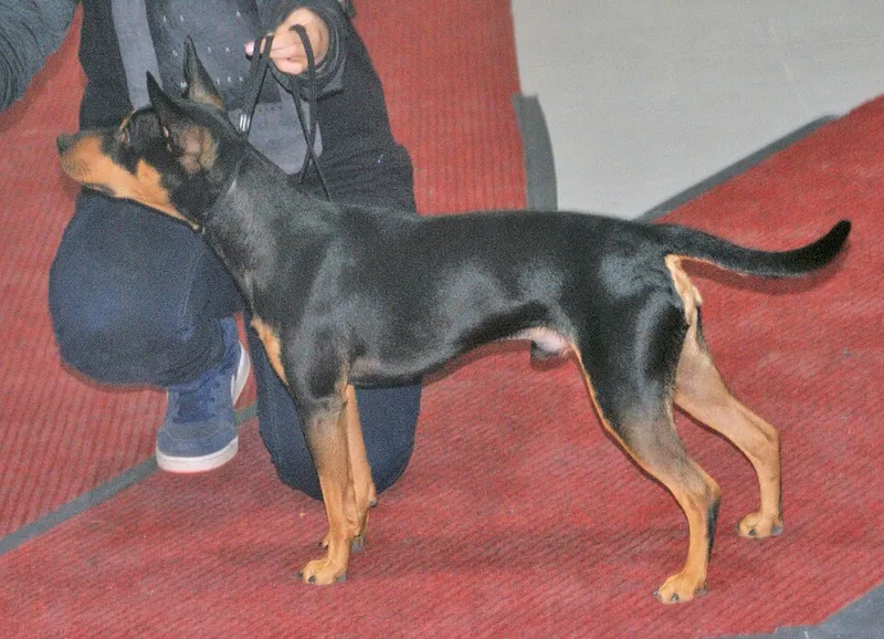 Amerikan Tüysüz Terrier fotoğraf 12