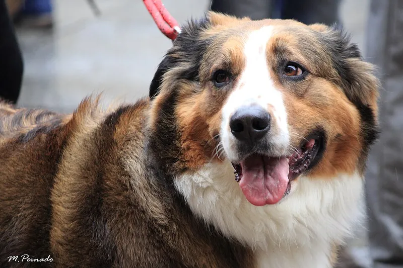 Avustralya Çoban Köpeği fotoğraf 1