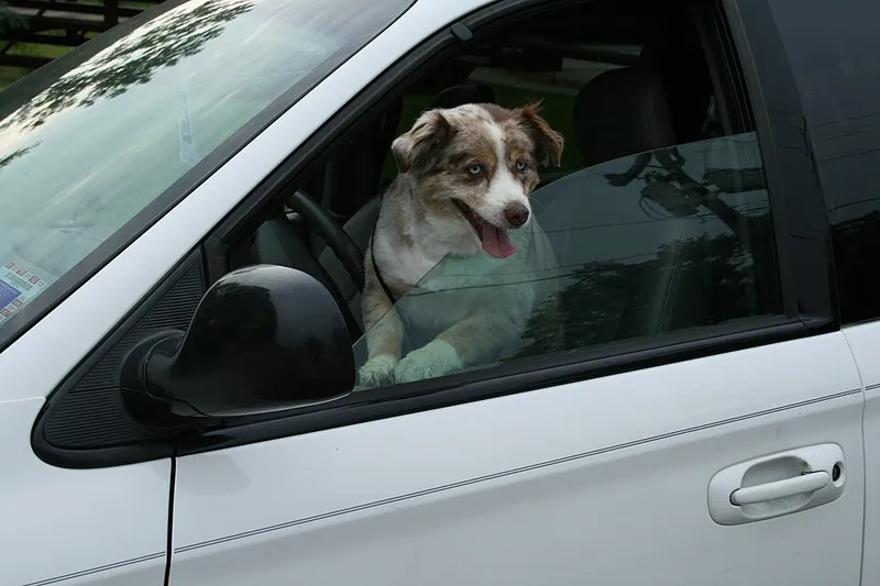 Avustralya Çoban Köpeği fotoğraf 2