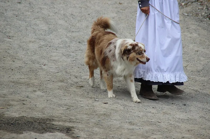 Avustralya Çoban Köpeği fotoğraf 3