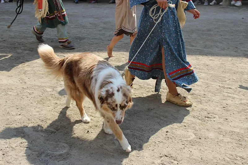 Avustralya Çoban Köpeği fotoğraf 4