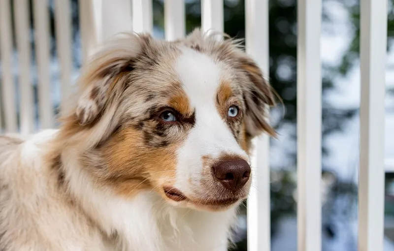 Avustralya Çoban Köpeği fotoğraf 5