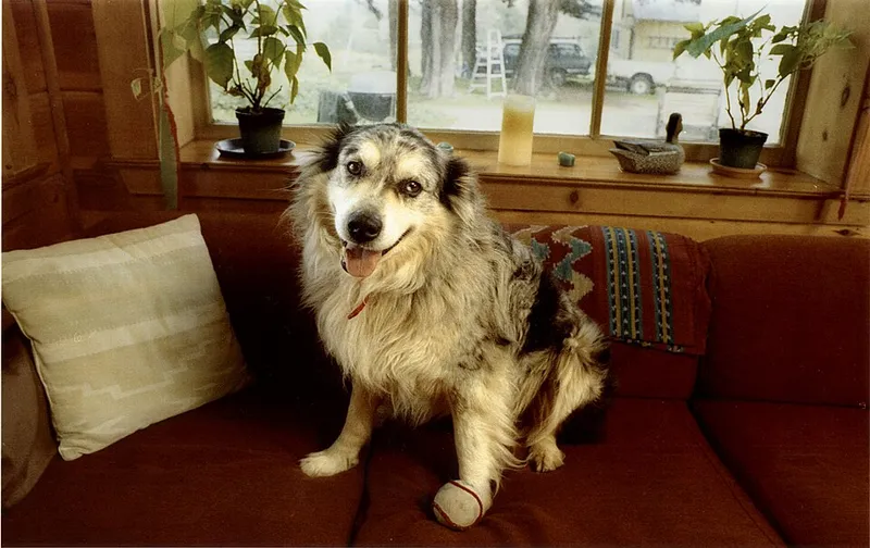 Avustralya Çoban Köpeği fotoğraf 7