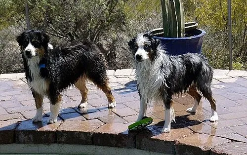 Avustralya Çoban Köpeği fotoğraf 8