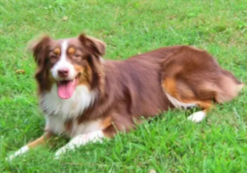 Avustralya Çoban Köpeği fotoğraf 10