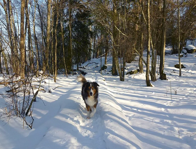 Avustralya Çoban Köpeği fotoğraf 12
