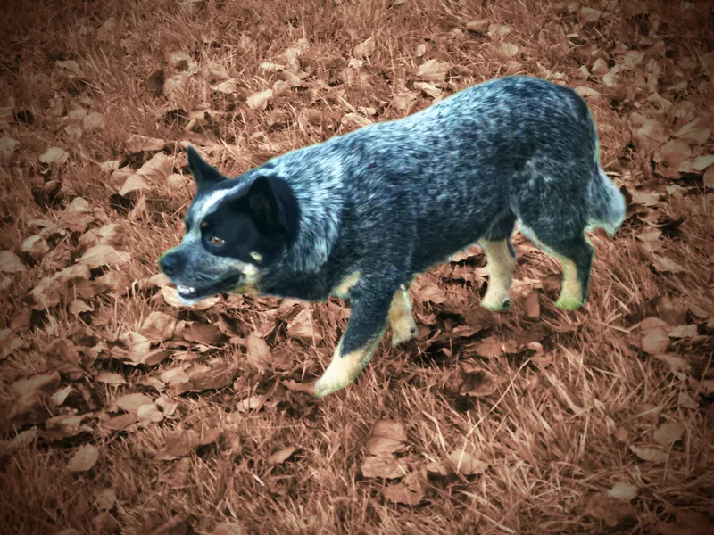 Avustralya Sığır Köpeği fotoğraf 1