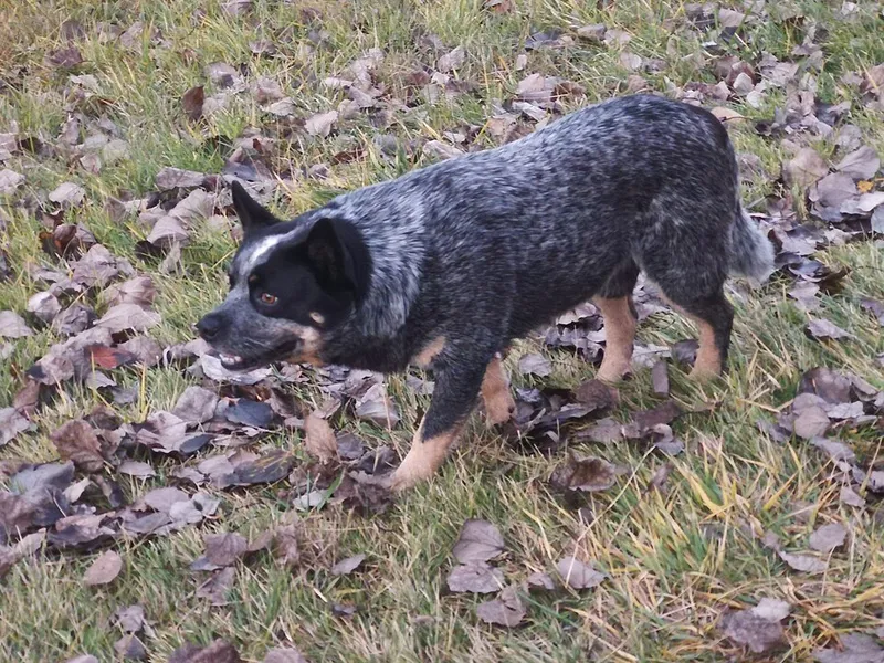 Avustralya Sığır Köpeği fotoğraf 2