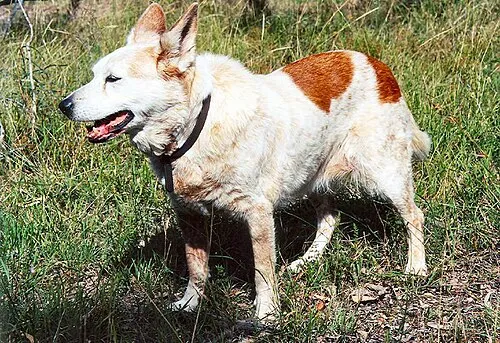 Avustralya Sığır Köpeği fotoğraf 3