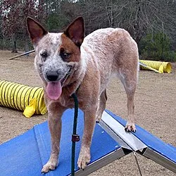 Avustralya Sığır Köpeği fotoğraf 5