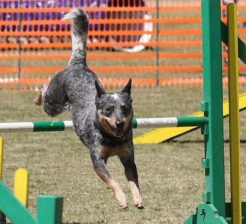 Avustralya Sığır Köpeği fotoğraf 6