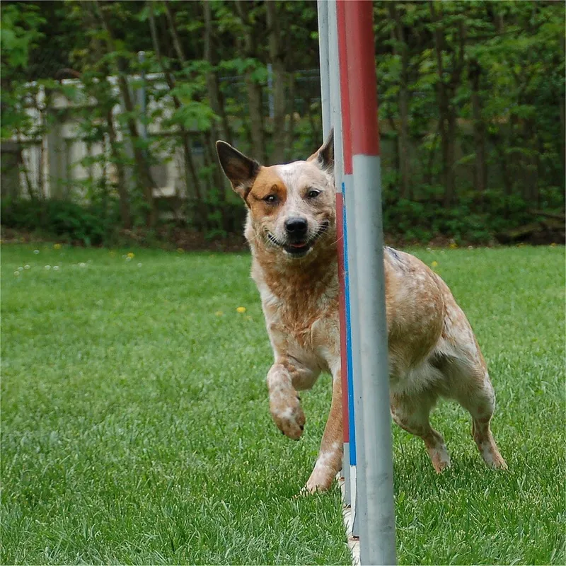 Avustralya Sığır Köpeği fotoğraf 7