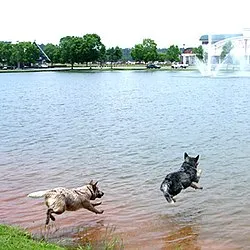 Avustralya Sığır Köpeği fotoğraf 8