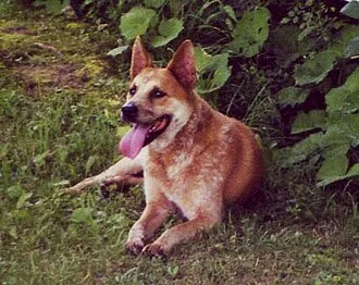 Avustralya Sığır Köpeği fotoğraf 9