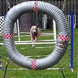 Avustralya Sığır Köpeği fotoğraf 10