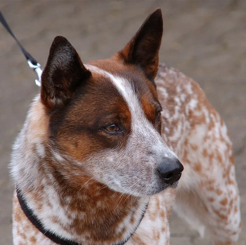 Avustralya Sığır Köpeği fotoğraf 11