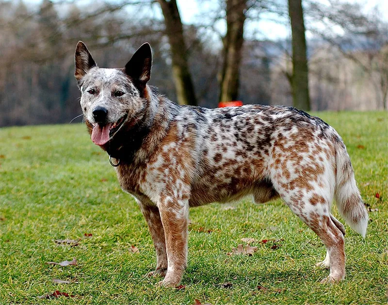 Avustralya Sığır Köpeği fotoğraf 12