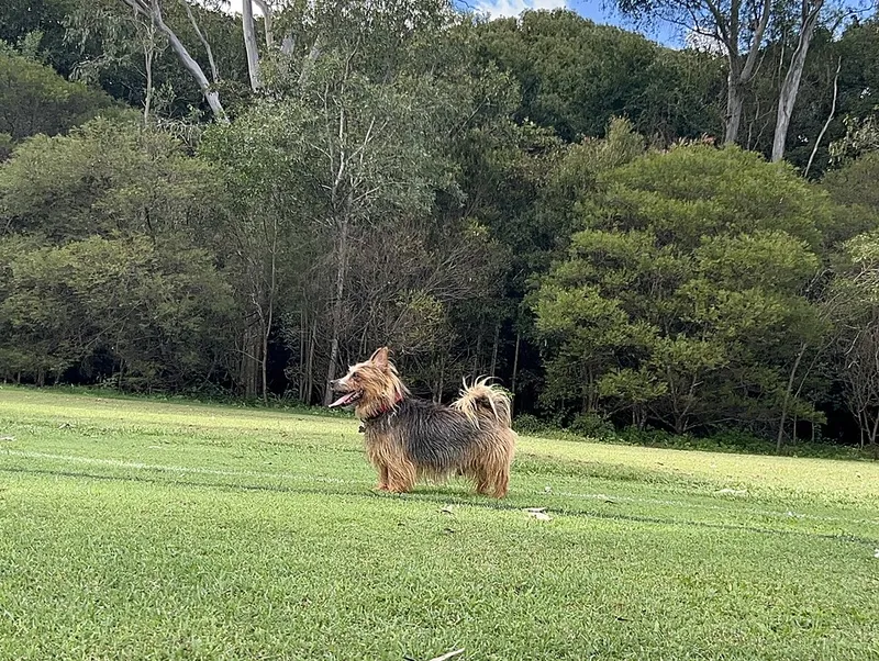 Avustralya Terrier fotoğraf 1