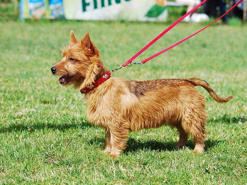 Avustralya Terrier fotoğraf 2
