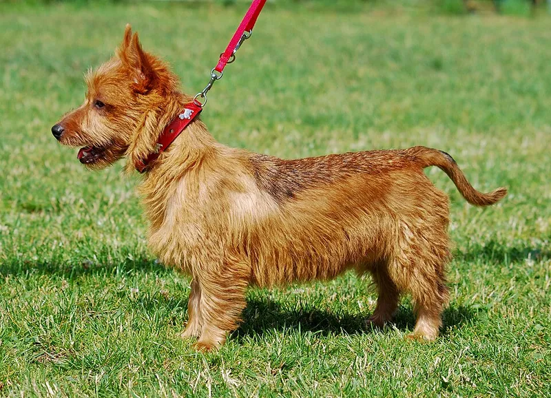 Avustralya Terrier fotoğraf 3