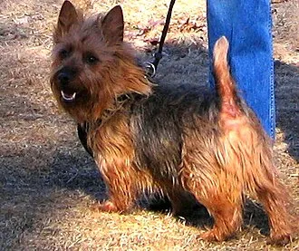 Avustralya Terrier fotoğraf 4