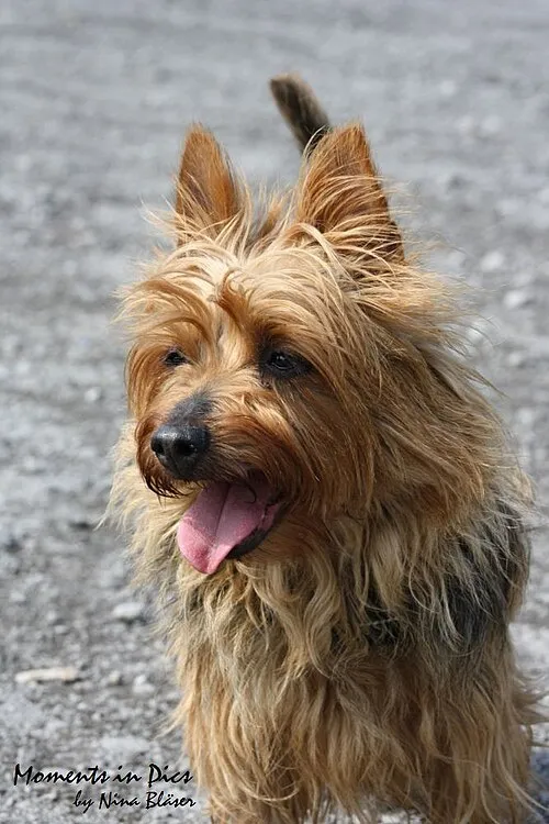 Avustralya Terrier fotoğraf 5