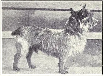 Avustralya Terrier fotoğraf 6