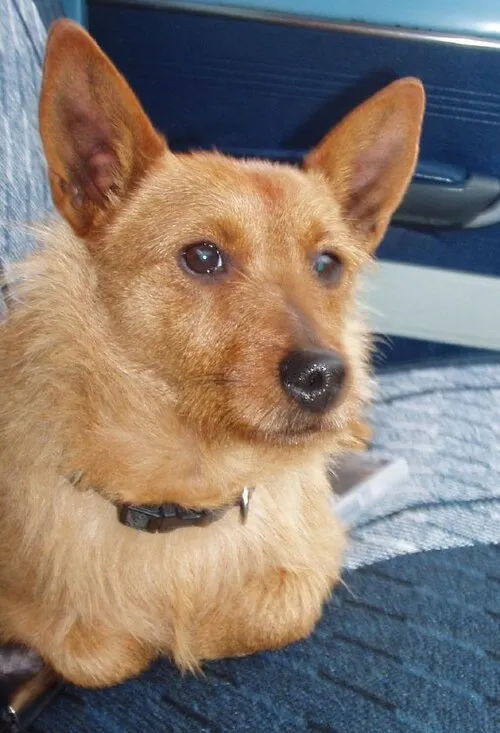 Avustralya Terrier fotoğraf 7