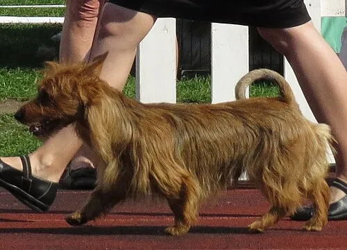 Avustralya Terrier fotoğraf 8