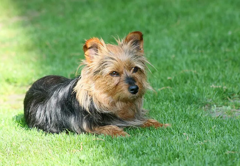 Avustralya Terrier fotoğraf 9