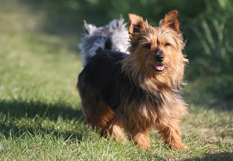Avustralya Terrier fotoğraf 10