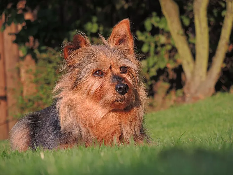 Avustralya Terrier fotoğraf 11