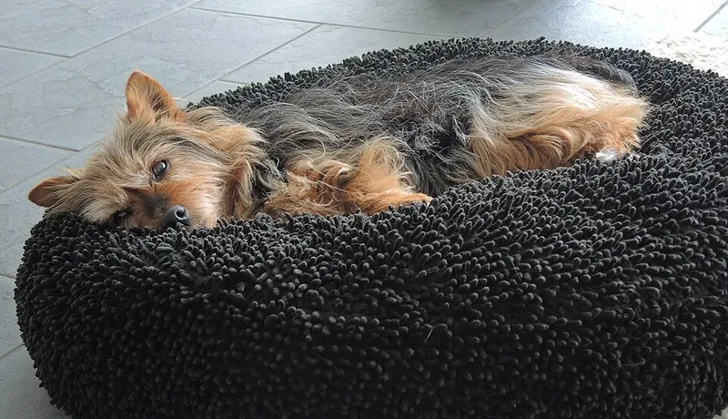 Avustralya Terrier fotoğraf 12