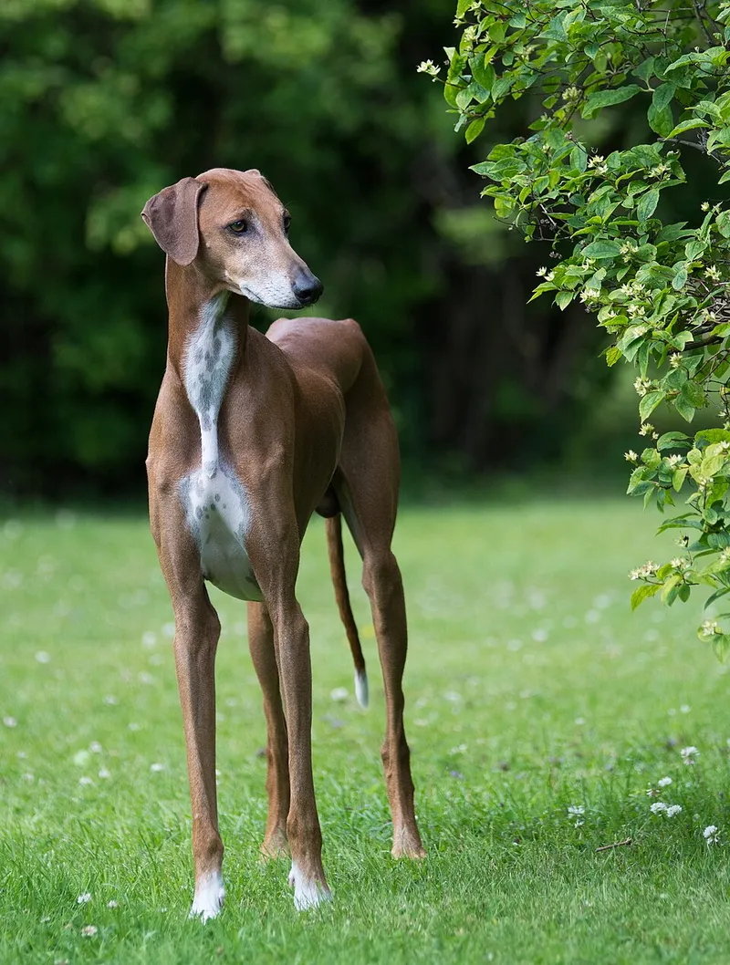 Azawakh fotoğraf 1
