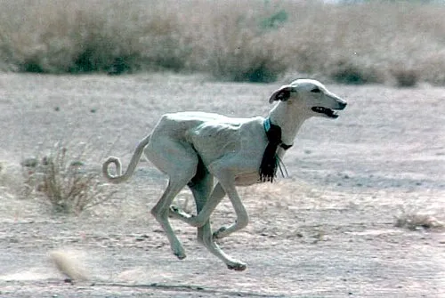 Azawakh fotoğraf 3