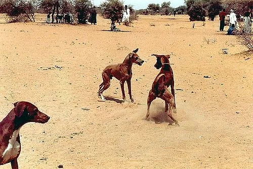 Azawakh fotoğraf 4