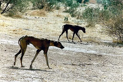 Azawakh fotoğraf 5