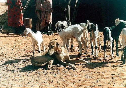 Azawakh fotoğraf 12